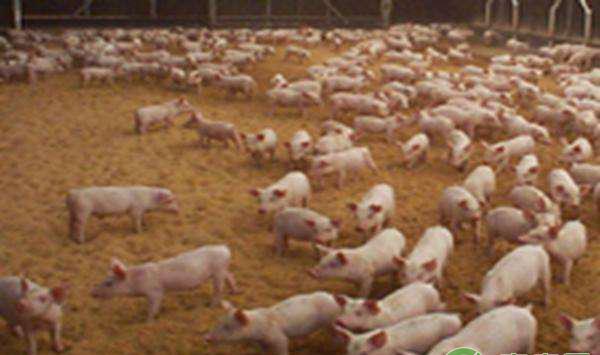 猪场养殖经验：老农户教你几个实用的治猪病偏方