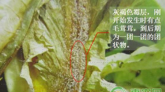 浅谈莴苣三种常见病害的识别及其防治措施