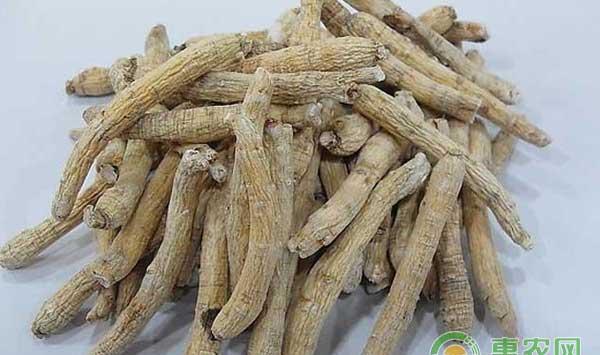 生晒参怎么加工？生晒参加工技术