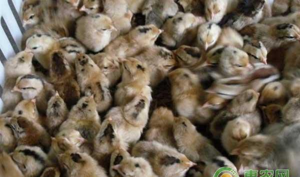 灵山土鸡雏鸡如何饲养管理？