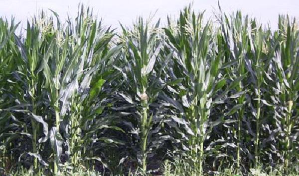 玉米套种黄豆栽培技术