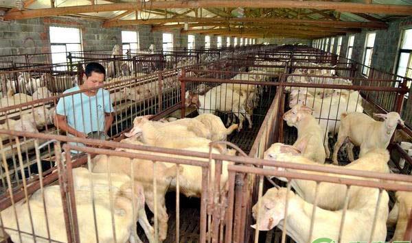 羊病防治攻略，10种常用疫苗使用指南