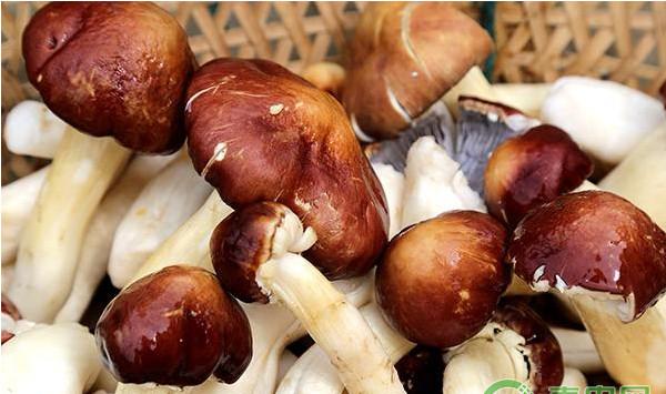 大球盖菇怎么种植？大球盖菇高效种植技术