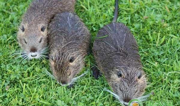 海狸鼠养殖管理与繁殖技术