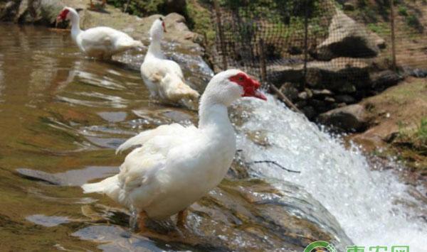 绿色无公害的鸭舍