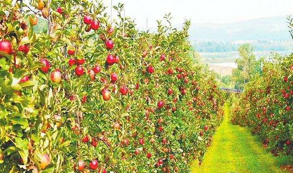 新建果园经营管理需要注意哪些要点