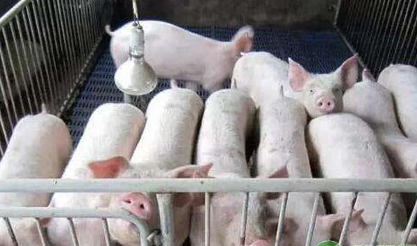 浅析母猪奶水不好的原因及应对措施 