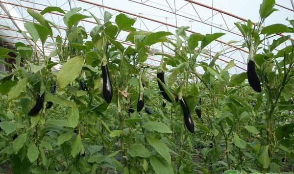 蔬菜套种16个增产增收的小技巧