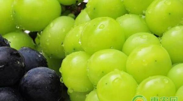 阳光玫瑰关键栽培技术