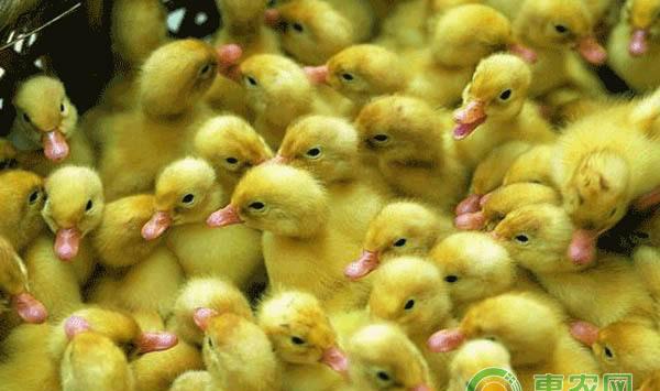 鸭子养殖技术要点