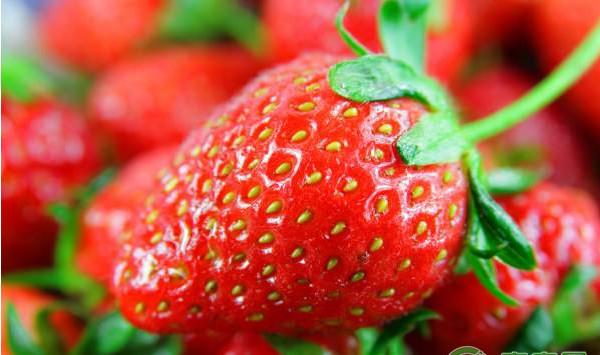 草莓种植课堂：雨雪天气下，大棚草莓怎么补光？