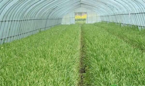 温室大棚韭菜栽培技术介绍