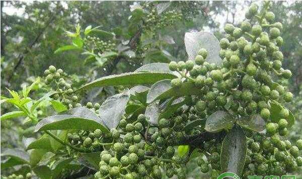 青花椒怎么种植？青花椒高产栽培管理技术