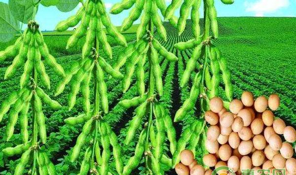 大豆种植技术汇总