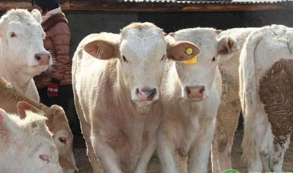 养牛技术：冬季养肥牛注意事项