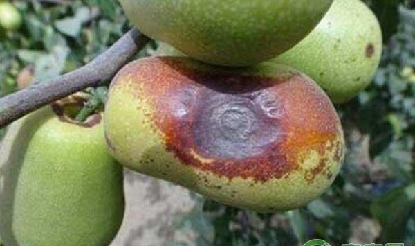 枣树烂果怎么办？如何防治枣树烂果？