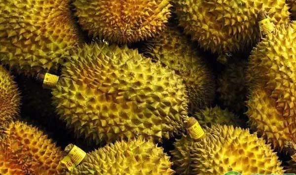 “水果之王”榴莲种植过程详解
