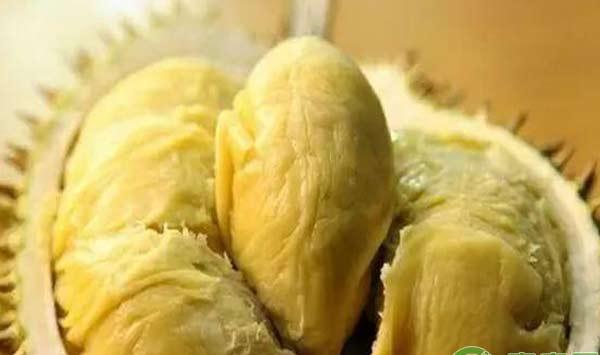 “水果之王”榴莲种植过程详解