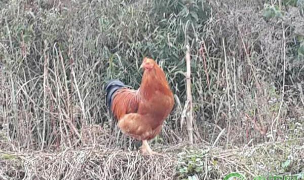 浅谈益生菌在家畜肉禽上的喂养技术