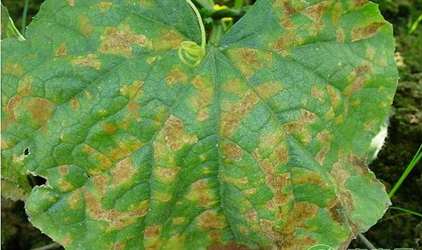 黄瓜常见病虫害及其防治药剂