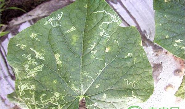 黄瓜常见病虫害及其防治药剂
