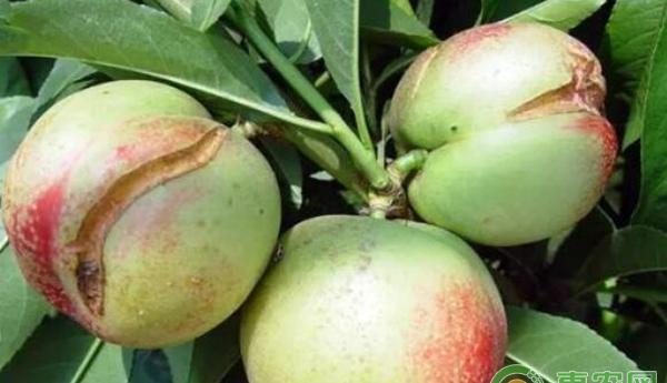 裂果的防治措施