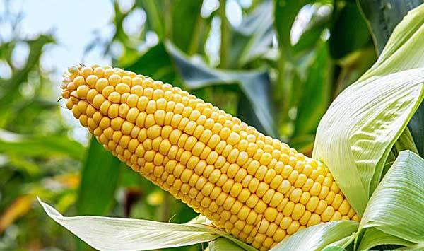 浅谈玉米高产栽培技术