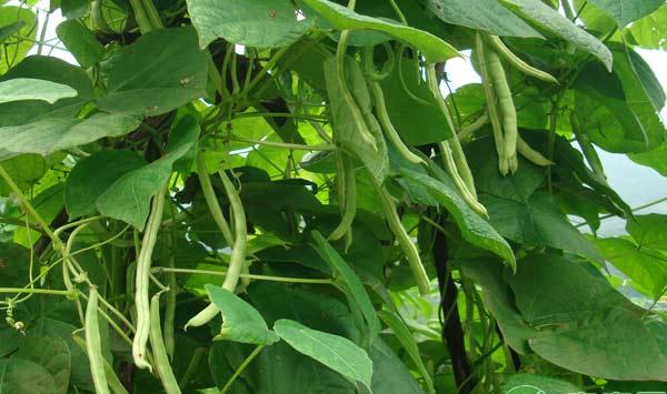 浅析四季豆种植技术与病虫害防治措施