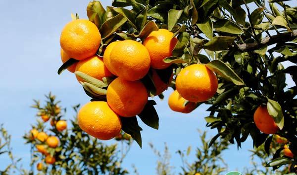 柑橘种植：柑橘幼树栽培管理技术