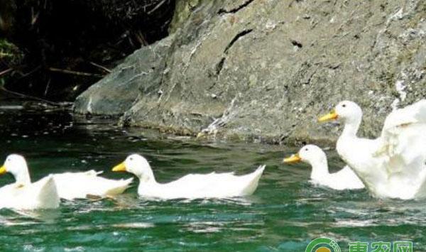 蛋鸭越冬管理措施