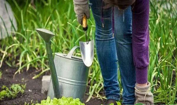 蔬菜种植搭配要点