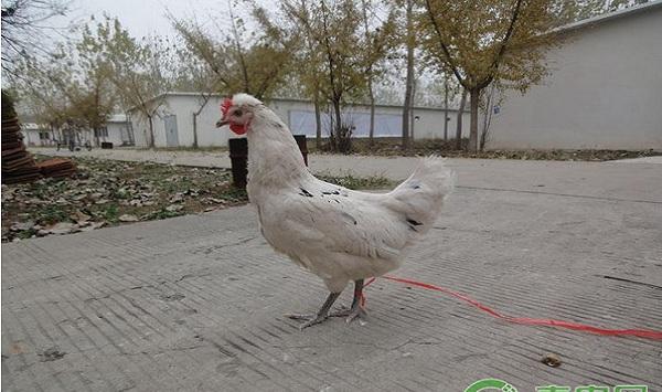 养鸡料肉比的控制方法
