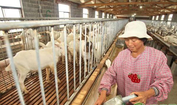 羊病防治攻略，10种常用疫苗使用指南