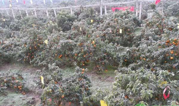 柑橘种植：柑橘霜冻灾害预防建议