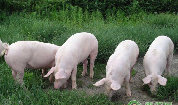 猪突然腹胀如鼓离奇死亡的防治方法