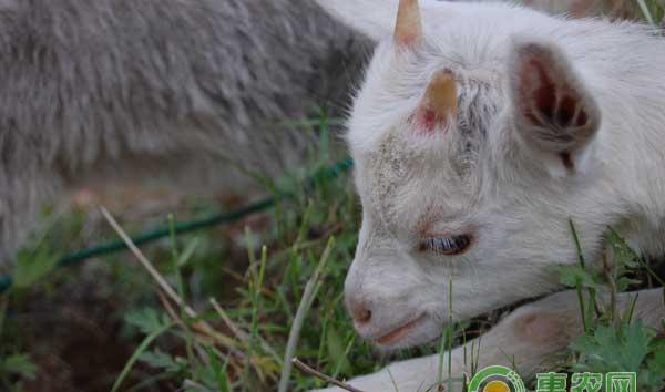 肉羊育肥三阶段核心饲养管理技术