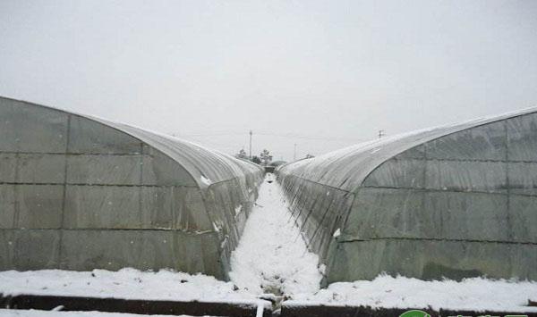 大棚遇雪天该如何管理？