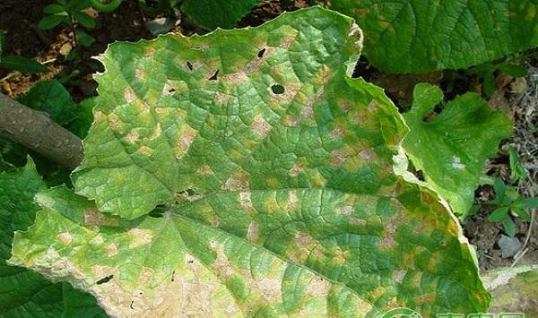 黄瓜常见病虫害及其防治药剂