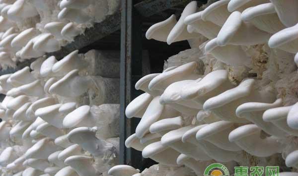 白灵菇怎么种？白灵菇实用栽培技术