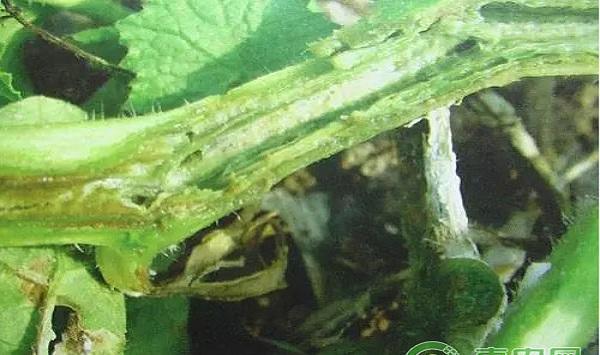 黄瓜常见病虫害及其防治药剂