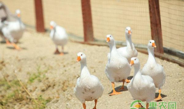 鹅虱子防治措施