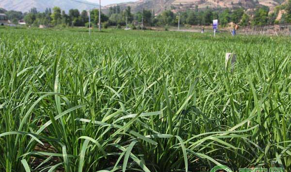 大棚韭菜高产关键种植技术