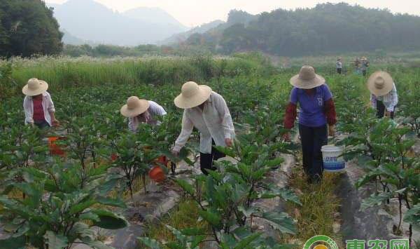 茄子高产方案