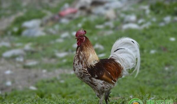 南北方家禽养殖差异
