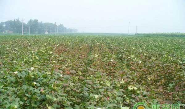 棉花红叶茎枯病的症状、发生原因及防治方法