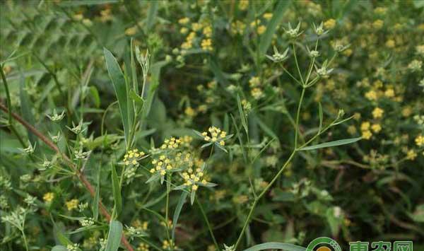 药材柴胡怎么种？柴胡高效种植技术