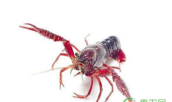 稻田养虾技术讲解