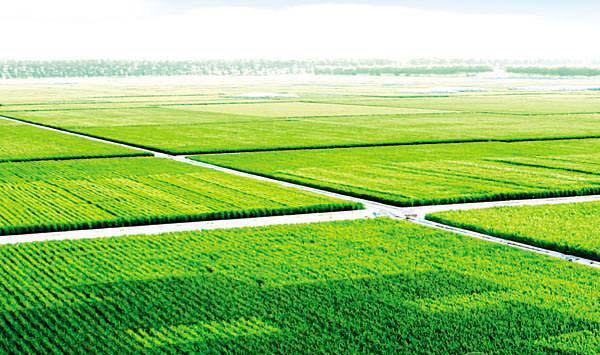 水稻使用嘧啶肟草醚会有药害吗？能防除哪些杂草