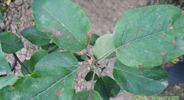 苹果树斑点落叶病