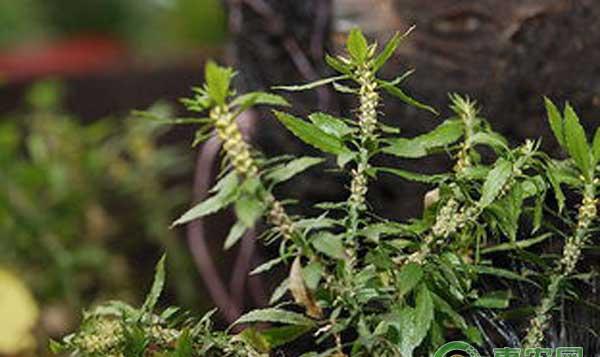 千层塔种苗繁育技术